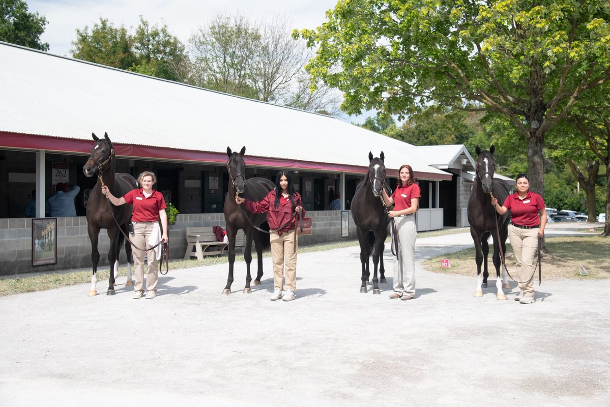 TMStallions's tweet photo. 112, 59, 82 or 157? 👀
A few of the NOT THIS TIME fillies offered by @TaylorMadeSales during Session 1 of #KEESEP. All sold yesterday. 🔥 https://t.co/eltcy2N06i