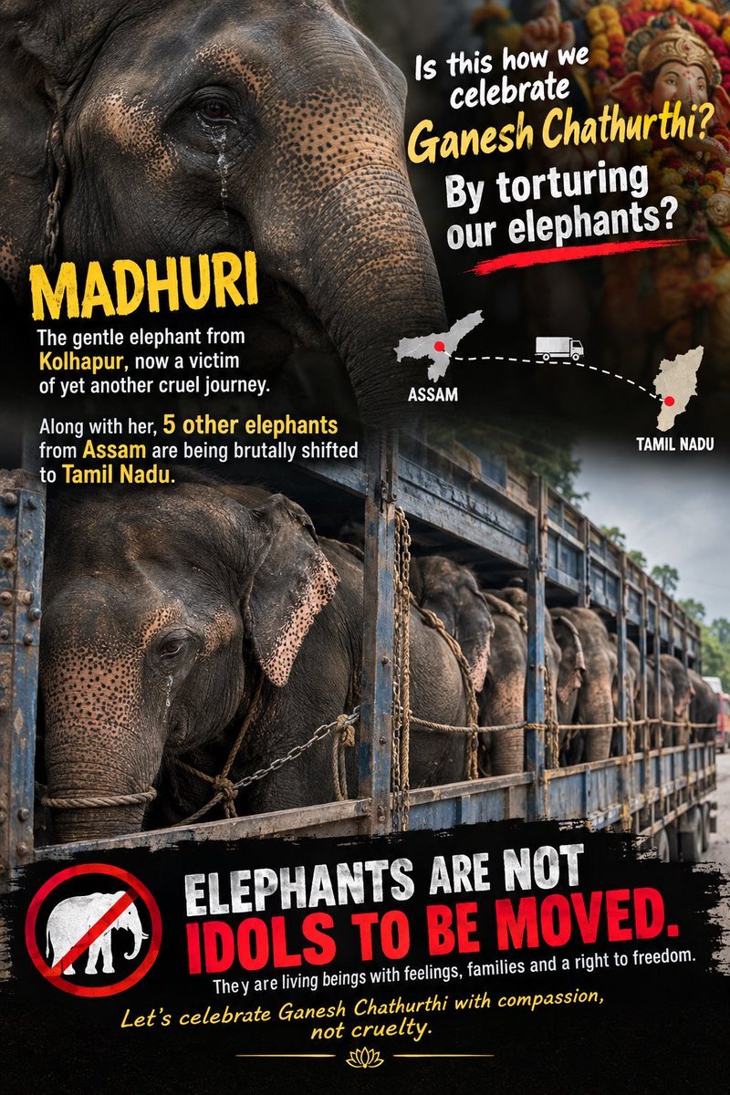 MaleficentLady's tweet photo. Boost!
#freetempleelephants #savemadhuri #savemadhuritheelphant #freemadhuri #freemadhuritheelephant #indianelephant #elephants #elephant #savedurga #savedurgatheelephant #freedurga #India #freedurgatheelephant #Maharashtra #Assam #TamilNadu #Vantara #Ambani #Ambanis #Reliance #Jio #Gujarat #BRICS #QUAD #Madurai