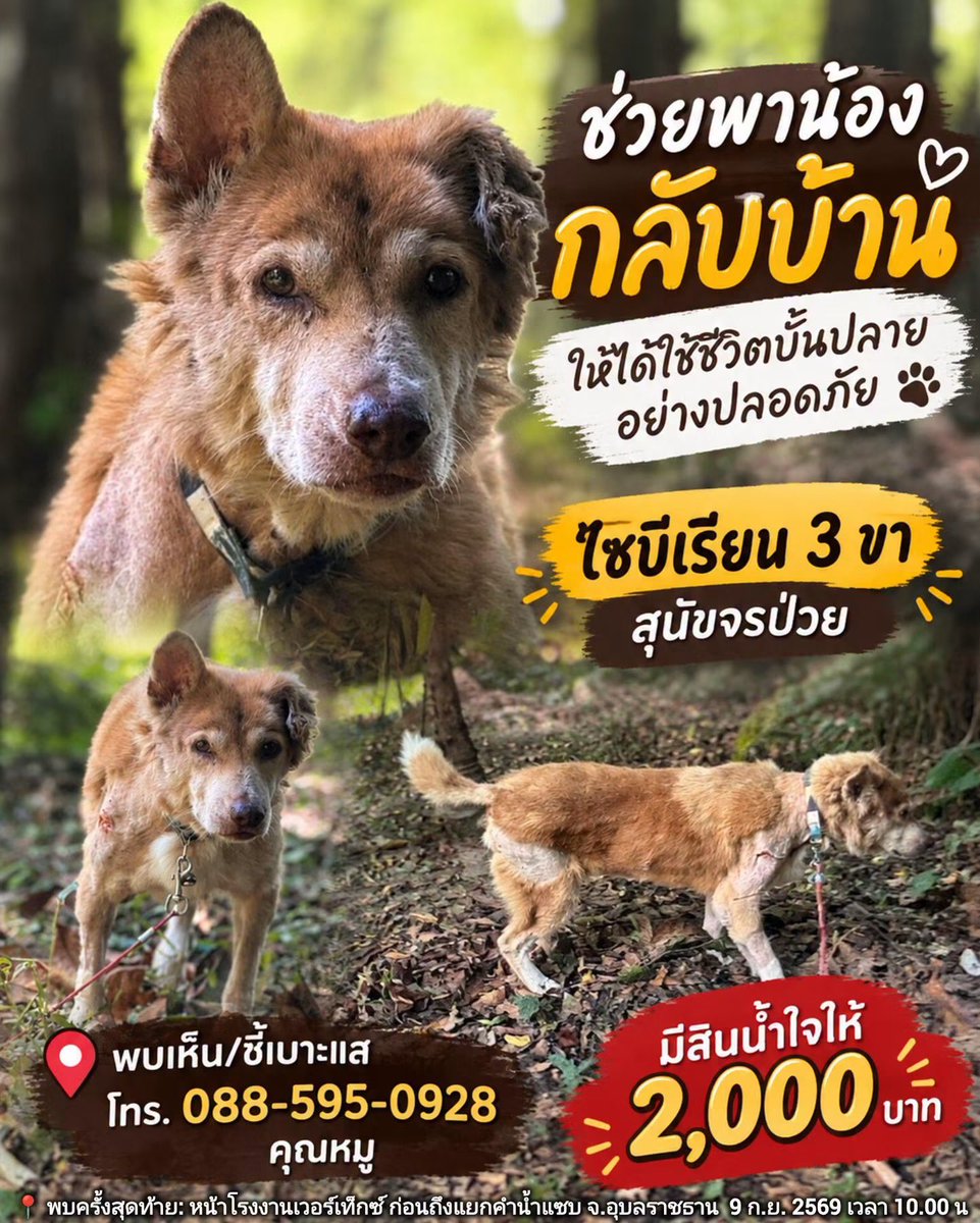 malimalineee's tweet photo. 🚨 ด่วน! ช่วยกันตามหา “ไซบีเรียน 3 ขา” น้องกำลังป่วยและกลัวคนมาก

ขอแรงพี่น้องชาวอุบลฯ และพื้นที่ใกล้เคียง ช่วยกันสังเกต หากพบเห็นน้อง อย่าวิ่งไล่หรือพยายามจับ เพราะน้องอาจตกใจและวิ่งหนี ให้เฝ้าดูอยู่ห่าง ๆ แล้วรีบแจ้งเบาะแส

🕙ข้อมูลอัปเดตล่าสุด 9 ก.ย. 2569 เวลา 10.00 น.📌 พบครั้งสุดท้าย: หน้าโรงงานเวอร์เท็กซ์ ก่อนถึงแยกคำน้ำแซบ จ.อุบลราชธานี

🐕 จุดสังเกต: ไซบีเรียนเพศผู้ สีน้ำตาล-ขาว มี 3 ขา หูลู่ และสวมปลอกคอ เป็นสุนัขจร ขณะนี้กำลังป่วย

💰 มีสินน้ำใจ 2,000 บาท สำหรับผู้ที่พบเห็นและชี้เบาะแส จนนำไปสู่การเจอน้อง

📞 แจ้งเบาะแส คุณหมู 088-595-0928

🙏 ใครอยู่บริเวณแยกคำน้ำแซบหรือเส้นทางใกล้เคียง ช่วยกันสังเกตและแชร์ต่อด้วยนะครับ น้องต้องการความช่วยเหลืออย่างเร่งด่วน