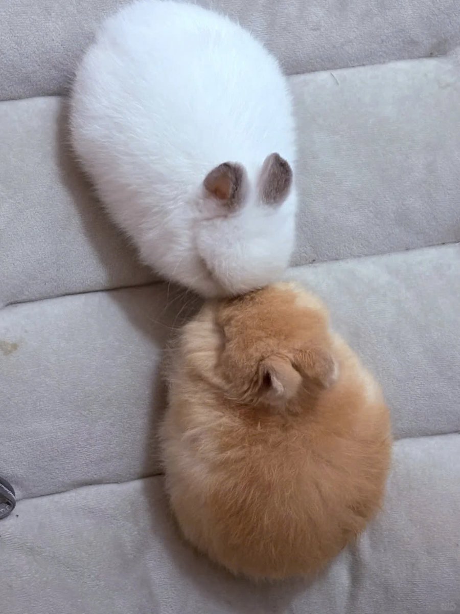 ShouldHaveRabit's tweet photo. Boink https://t.co/7p37ik4vA8