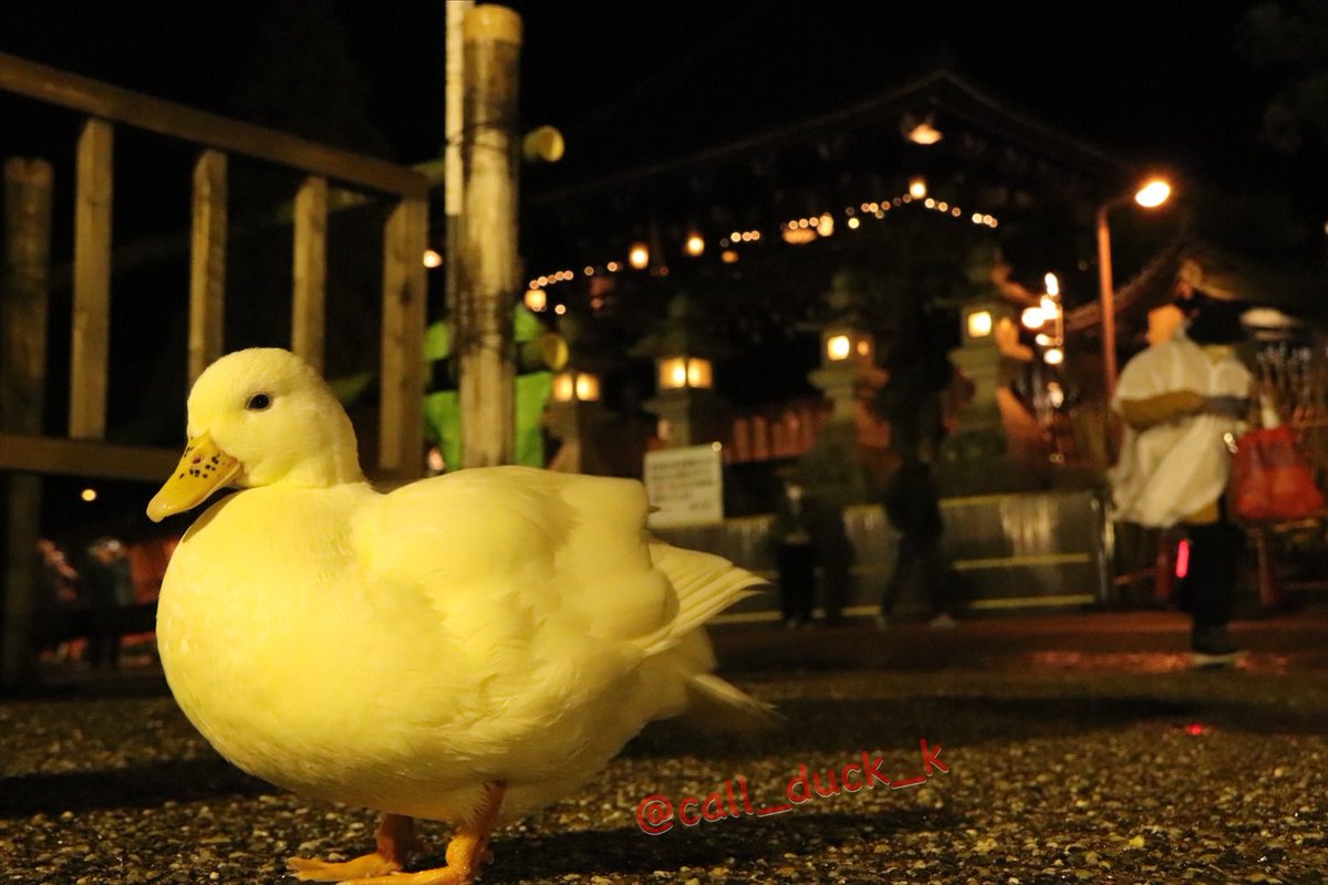 Call_duck_k's tweet photo. Kちゃんやで🐥
　
今年も9月17日は東大寺二月堂で関西の躍りじまいとも言われる『十七夜盆踊り』が開催されるで🐥
　
18:00からは二月堂本堂で法要がいとなまれ、その後18:30頃から二月堂下の広場で河内音頭・江州音頭による『十七夜盆踊り』が21:00頃まで開催やで🐥🏮
自由に参加できるから、まだまだ踊りたりてない人は踊り納めに思う存分踊って帰ってや🐥❣️
　
そして20:00頃までは堂内に万灯明、本堂周辺には万灯籠がが灯されてるから17日は必ず晴れますようにやで🐥🌕

https://t.co/gdi6xNu0z4