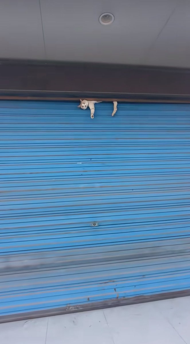 bersuwara_'s tweet photo. LUKH NGAPAIN ANJIR KEJEPIT DI ATAS SITU CUKING KONYOL😭😭😭 https://t.co/clY3tpXw7v