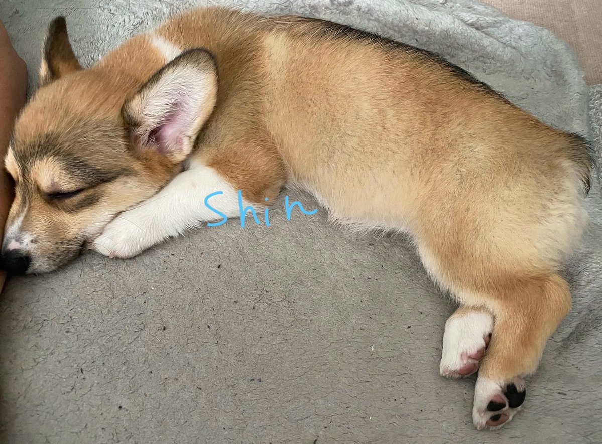 CorgiShinchan's tweet photo. ←去年　9/15 お家に来て3日目のすやすや寝顔♡
動物番組をゴロゴロしながら見る貫禄が出て来た今日のしんちゃん♡→
#コーギー
#Corgi
#犬好きさんと繋がりたい https://t.co/4ahVQIt0ze