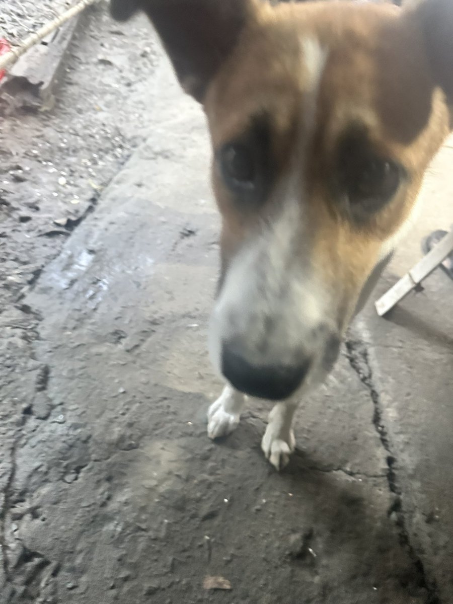 nftDEEDJACK's tweet photo. THE FOUR NEWEST RESCUED DOGS 

Will find them a forever home . https://t.co/YzII1LPzTA