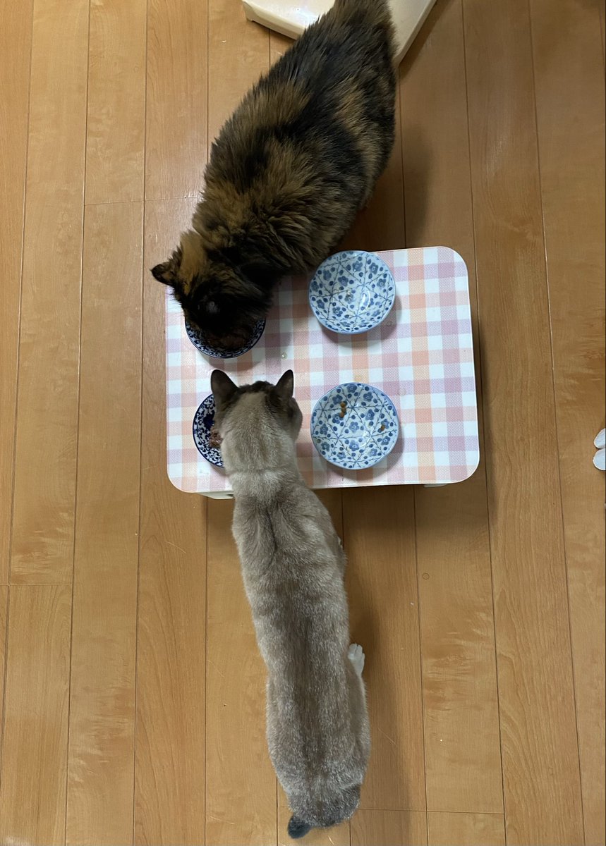 nikechobimaru's tweet photo. ご飯食べる時…
どうして斜めるんだろう🤔
#猫がいる暮らし #猫のいる幸せ 
#まっすぐ向き合えばいいのに💦
#空のお皿は固形餌今食べてるのはウエット https://t.co/AEXqy2F2ik