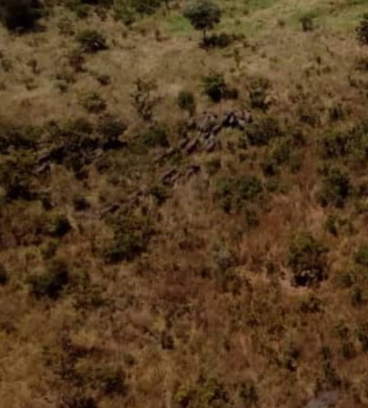 ugwildlife's tweet photo. @strikemachine95 @HEBobiwine @Pliam_ @PoliceUg @YN_BUDDU @IsaacSsemakadde @KakwenzaRukira @KagutaMuseveni @JoelSsenyonyi @Namutyaba1 The helicopter is already airborne, helping to guide the animals back into the park. We kindly urge the community to remain calm as we work to ensure the safety of both people and wildlife. https://t.co/6sBMAOnAnK