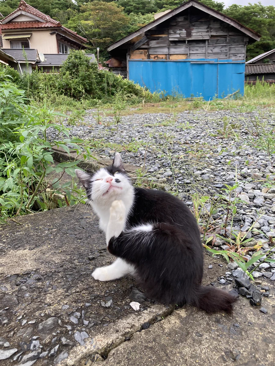 クロネコ堂@田代島 on X: 