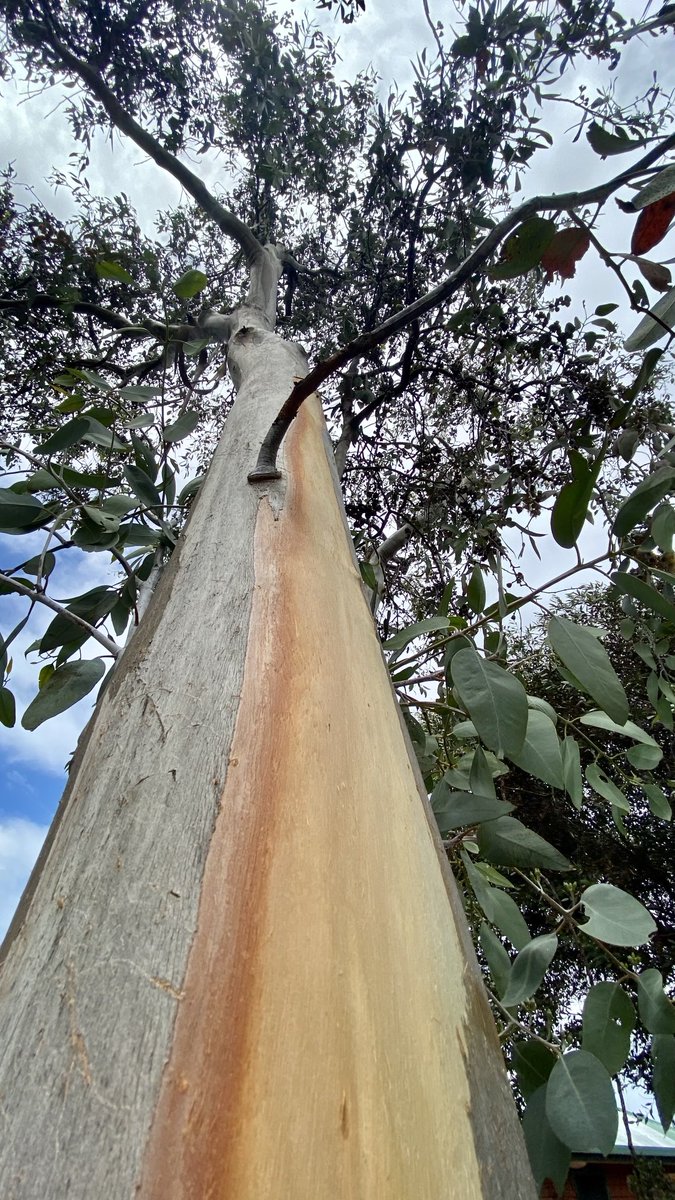 mitzyelliott's tweet photo. #dailytree 
#thicktrunktuesday https://t.co/oHcW9L6cHG