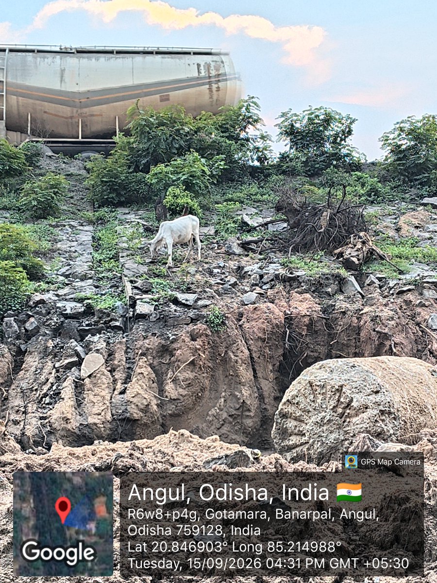 krishnasamal55's tweet photo. ସୁରକ୍ଷା ବ୍ୟବସ୍ଥା ରେ ଢିଲା ଅଛି aipl ର ଜିଲ୍ଲା ପ୍ରଶାସନ ଓ ଉପରାସ୍ତ ଅଧିକାରୀ ମାନେ ଏହା ହେଉଛି nh-149 ର ବଅଁରପାଳ, ଗୋଷ୍ଟି ସ୍ବାସ୍ଥ୍ୟ କେନ୍ଦ୍ର ପାଖରେ ଥିବା ଶନି ମନ୍ଦିର ପାଖର ଦୃଶ୍ୟ ସବୁ ବେଳେ ଏମିତି ଗୋରୁ ଗାଈ ମରୁଛନ୍ତି
@farddepartment @GokulanandaBJP @angul_dm @NHAI_Official https://t.co/2nRWidCZwt