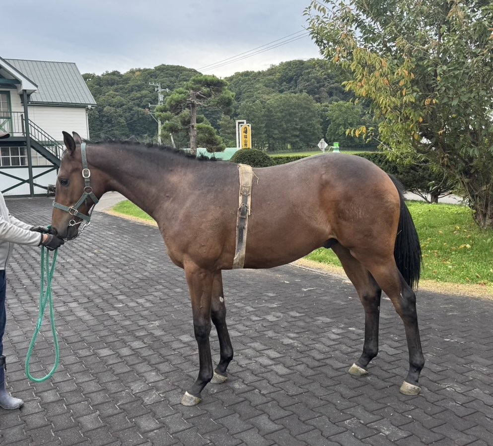 Narimiya39's tweet photo. サマー購買の遅生まれコパノリッキー🐴帯締め馴致中。コパノリッキー産駒にしては今のところ落ち着いてるようです。さてイメージ通りに馬体成長するでしょうか。 https://t.co/0DzZ57zQmv