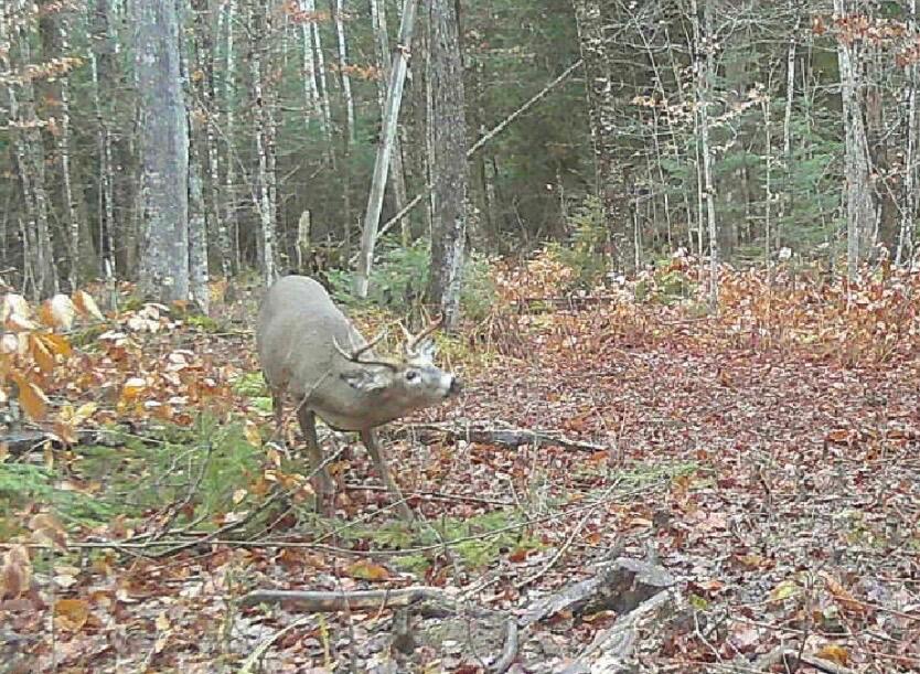 SgtMerryweather's tweet photo. #barrycountyrealestate #hastingsmi #michiganrealestate https://t.co/BhgLXZjMLW