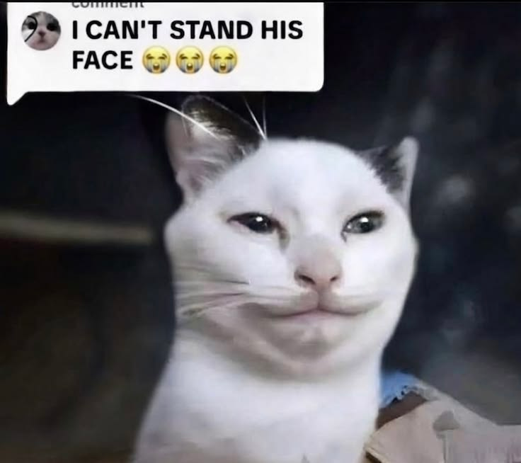 CatPosted tweet picture