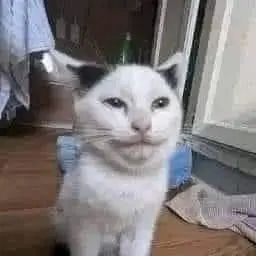 CatPosted's tweet photo. https://t.co/UUq6m9t4ei