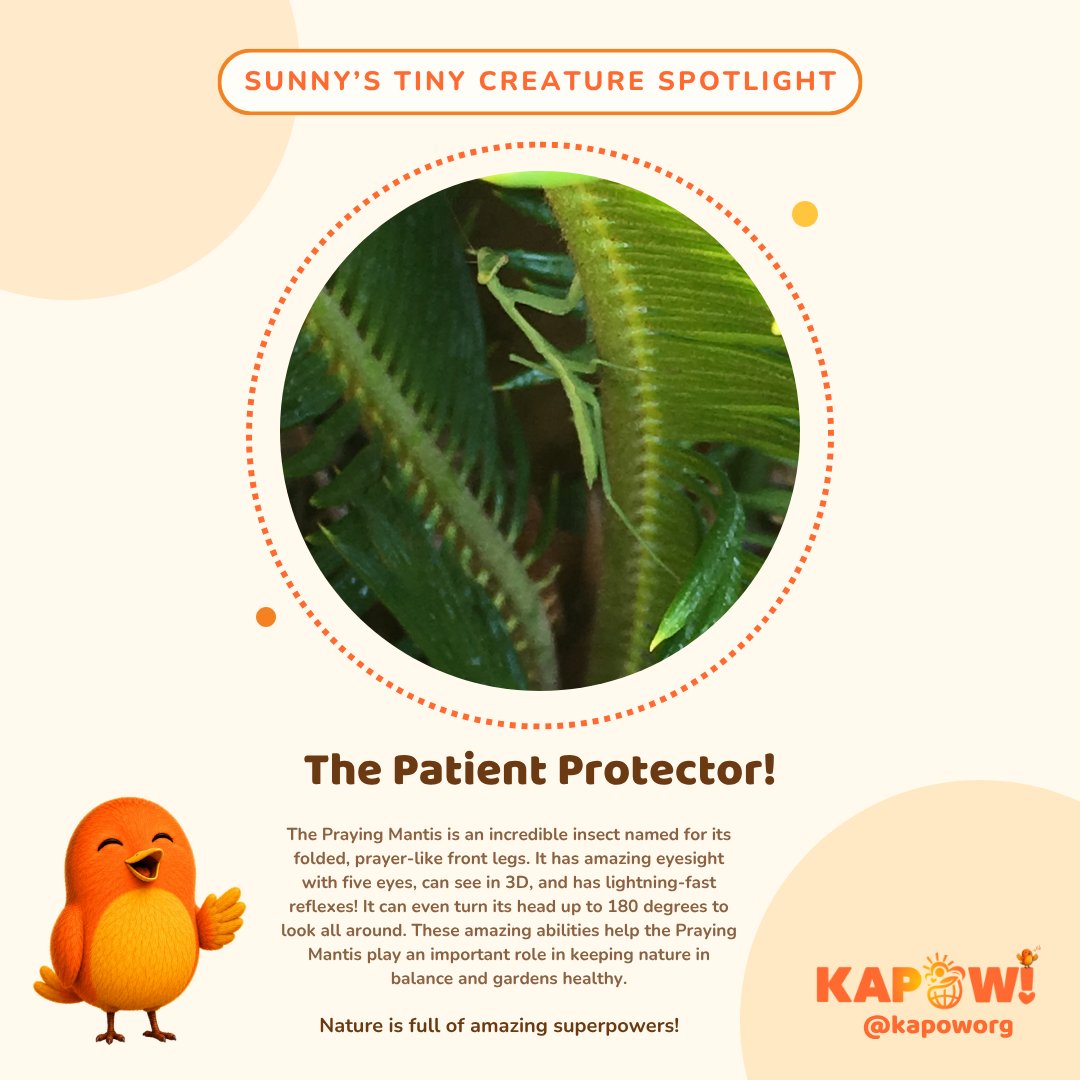 KapowOrg's tweet photo. 🐦💚 Five eyes?! Now THAT’S a KAPOWerful way to keep an eye on things! 🤣👀

Meet the Praying Mantis! Five eyes, 3D vision, lightning-fast reflexes, and a head that can turn up to 180°!

Tiny creature. AMAZING superpowers! ✨

#BeKAPOW #KAPOW #TinyCreatureSpotlight https://t.co/NoMa265dh5