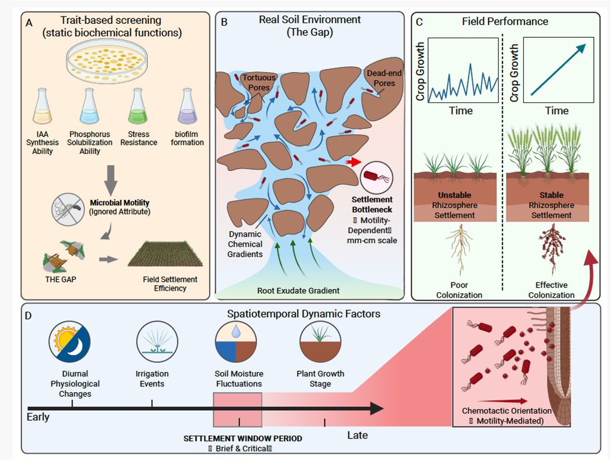 Prof_Braj_Singh's tweet photo. New paper from the lab- 
Bacterial motility in rhizosphere colonization: mechanisms, constraints, and implications for microbial inoculants- 

in @ISMEJournal 
Led by Led by Tong Wang and @HangweiHu .

https://t.co/VVs8Q3c82B https://t.co/k7XhUfifJF