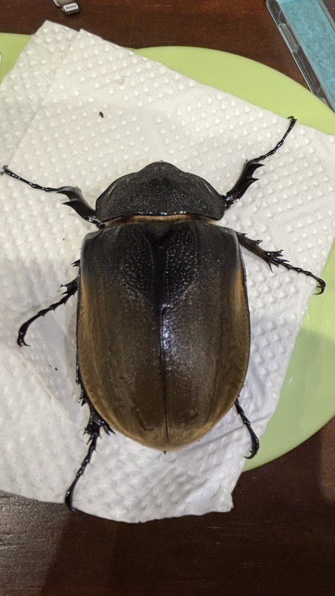 kakaohari's tweet photo. エレファスゾウカブト♀
メキシコ カテマコ
77.3㍉
#エレファス
#ゾウカブト
#カブトムシ
#カブト https://t.co/kgUhAPOyrQ
