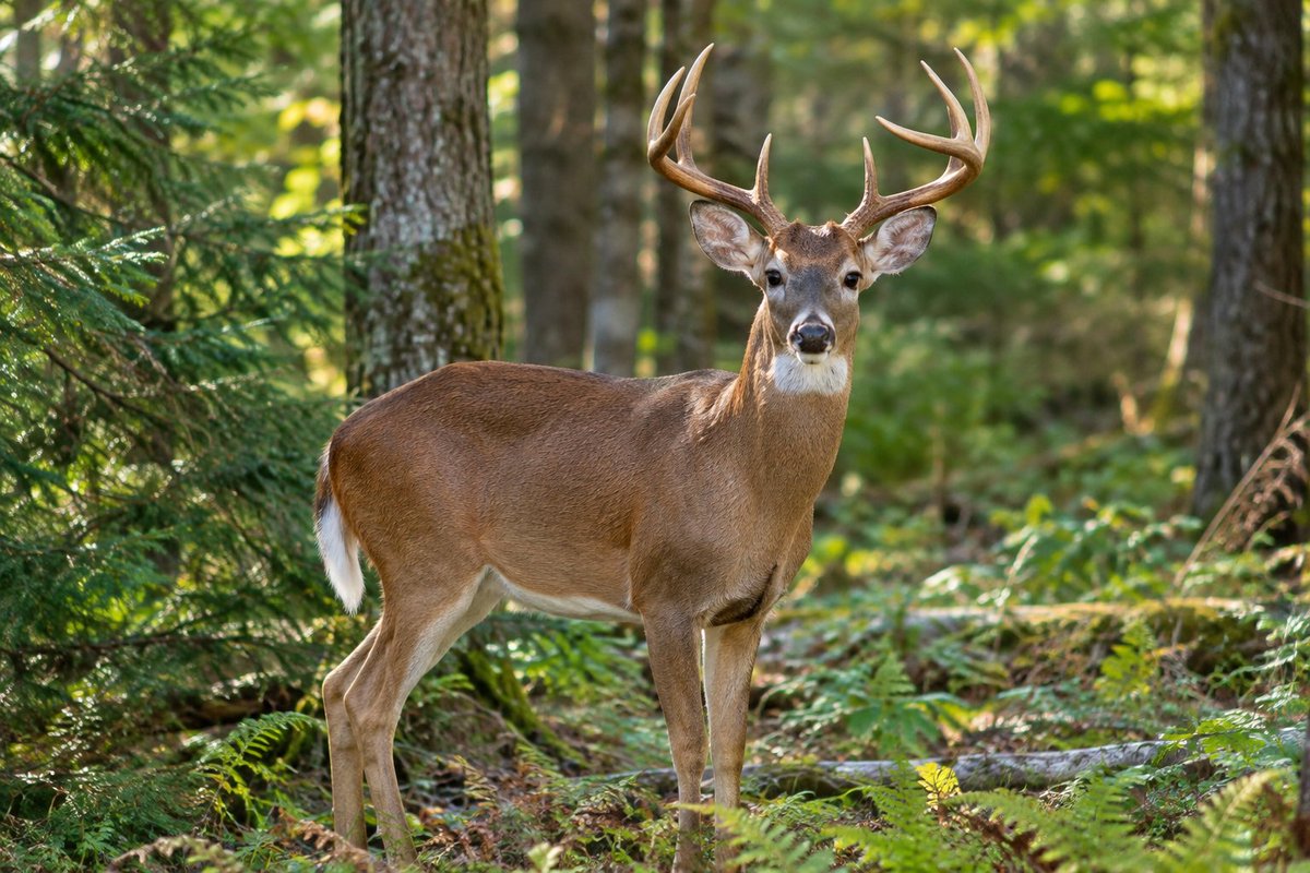 DavidHarveyfef's tweet photo. Nature's elegance on display. These majestic deer show us the importance of living peacefully, moving gracefully, and appreciating the world around us. https://t.co/bVTXukQvW5