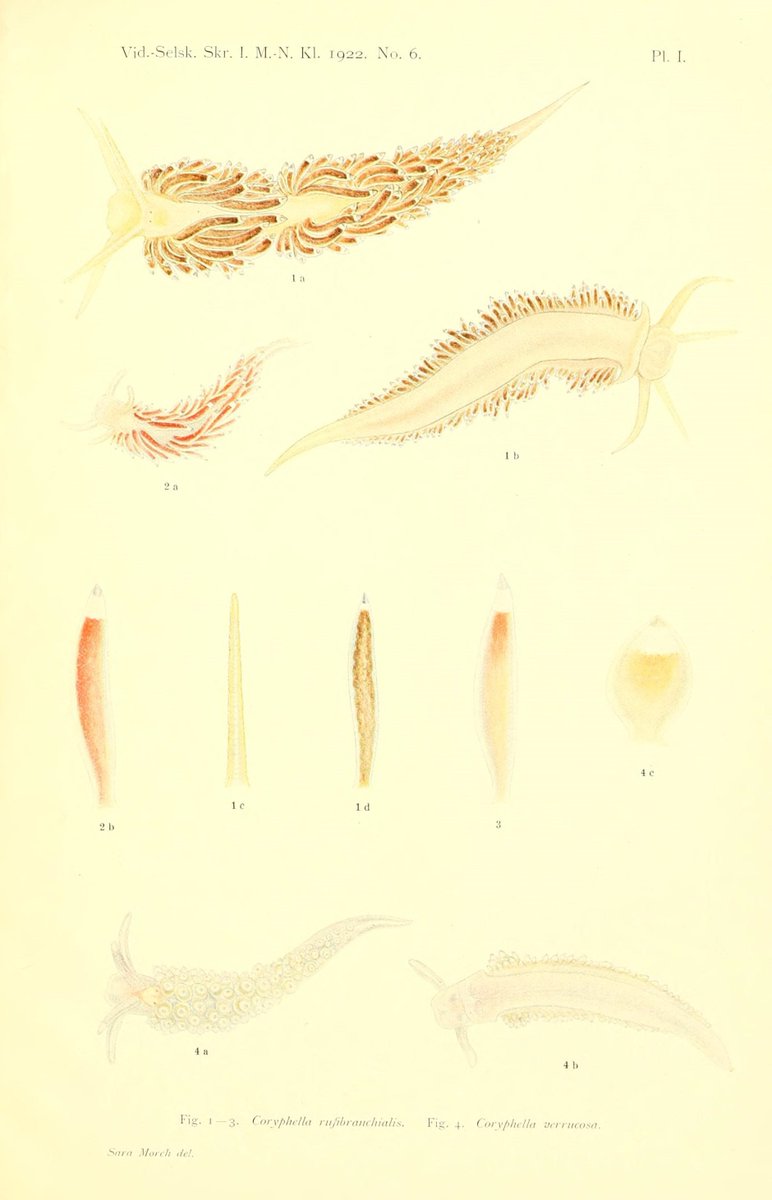 CRCiencia's tweet photo. ILUSTRACIENCIA
Nudibranquios
📚Nudibranchfaunaen i Drøbaksundet I. Fam. Aeolididae, Kristiania I kommission hos J. Dybwad, 1922
#Moluscos #IlustraCiencia https://t.co/Gvr1LoM5G0