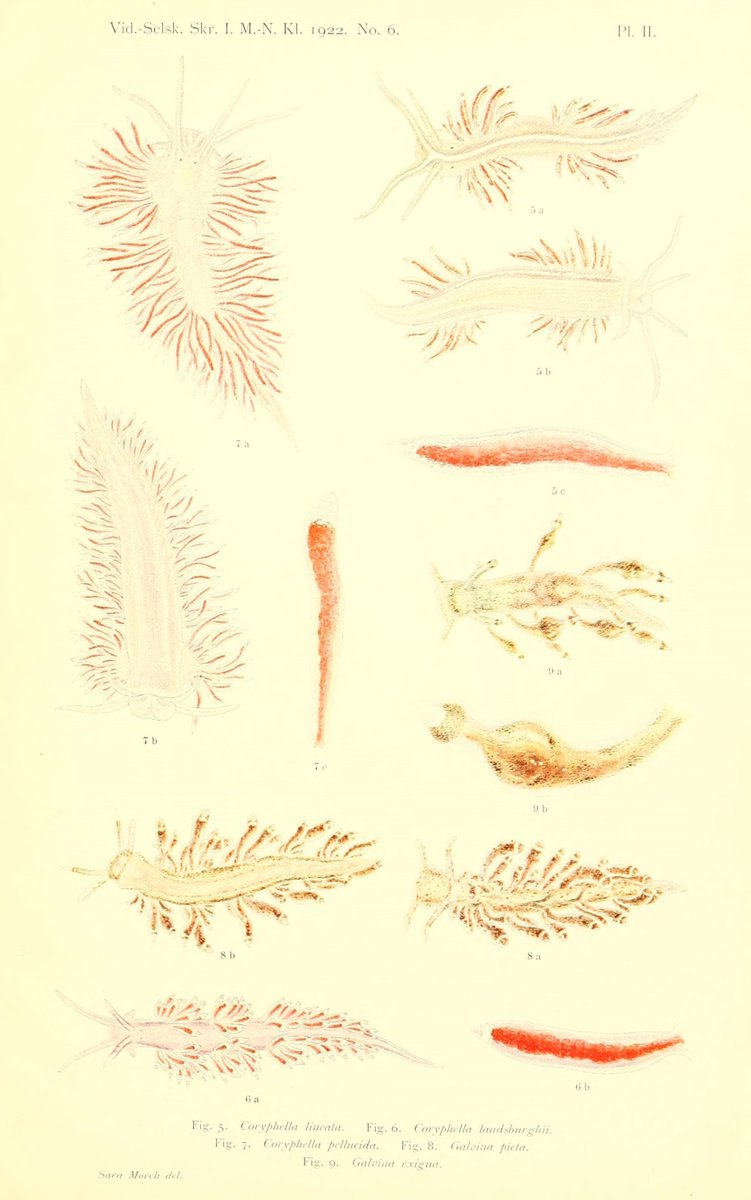 CRCiencia's tweet photo. ILUSTRACIENCIA
Nudibranquios
📚Nudibranchfaunaen i Drøbaksundet I. Fam. Aeolididae, Kristiania I kommission hos J. Dybwad, 1922
#Moluscos #IlustraCiencia https://t.co/Gvr1LoM5G0