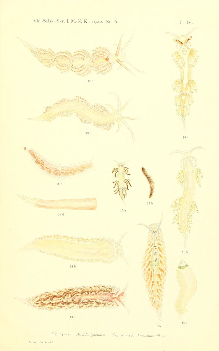 CRCiencia's tweet photo. ILUSTRACIENCIA
Nudibranquios
📚Nudibranchfaunaen i Drøbaksundet I. Fam. Aeolididae, Kristiania I kommission hos J. Dybwad, 1922
#Moluscos #IlustraCiencia https://t.co/Gvr1LoM5G0
