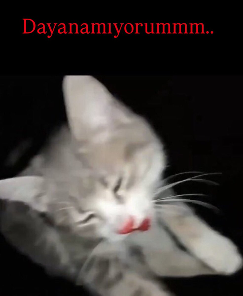 AtaturkBlack's tweet photo. SOĞUDU MU İÇİNİZ❓
Sakın‼️
Kininizi diri tutun🙏
Her geçen gün,sanki bugün katledilmiş gibi düşünün🙏

İşkence ile katledilen yavru kedinin katilleri TUTUKLANANA kadar YILMAK yok.
Ba-şa-ra-ca-ğız✍️

#HayvanlarıGörmezdenGelme #hayvankatillerinibul #SokakHayvanlarıSahipsizDeğildir https://t.co/GBdSR4OfOE