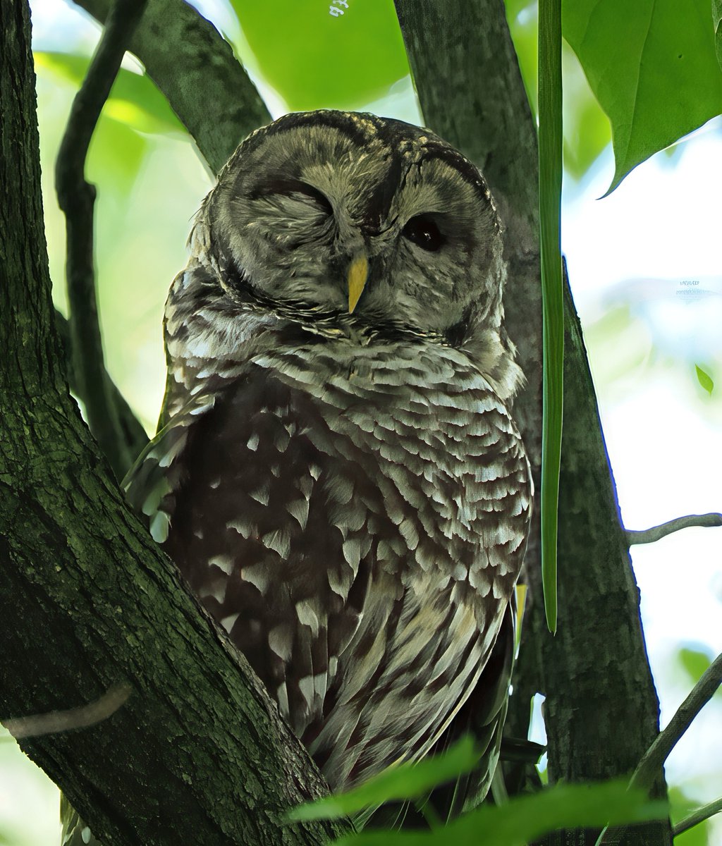 Above96th's tweet photo. Excited to have a young Barred Owl considering making Central Park its home! It's been exploring the park over the last few days and seems to like what it sees! ❤️🦉❤️ #Owls #CentralPark #birdcpp https://t.co/E2ilb02lkI