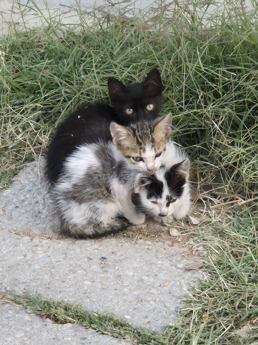 _Setsuko____'s tweet photo. Three reasons to stop scrolling. https://t.co/cUtEFQ8Bp9