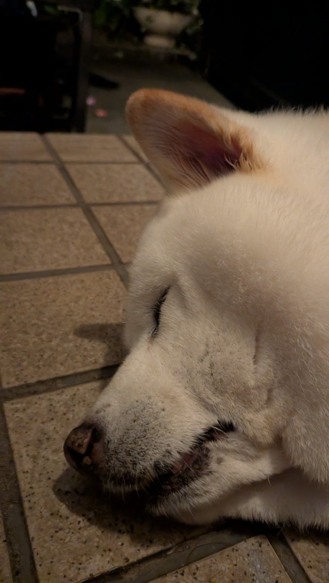 mofmof_lab's tweet photo. 幸せそうに寝ていやがる
#柴犬 https://t.co/azQYJCpFHc