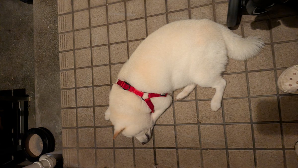 mofmof_lab's tweet photo. 幸せそうに寝ていやがる
#柴犬 https://t.co/azQYJCpFHc