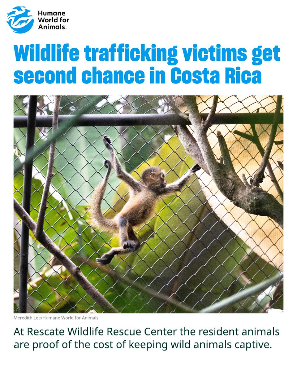 humaneworldorg's tweet photo. At Rescate Wildlife Rescue Center, macaws, monkeys, sloths and jaguars are living proof of the cost of keeping wild animals captive. https://t.co/zOmLQ5sPOu https://t.co/KUFv1HKB6M