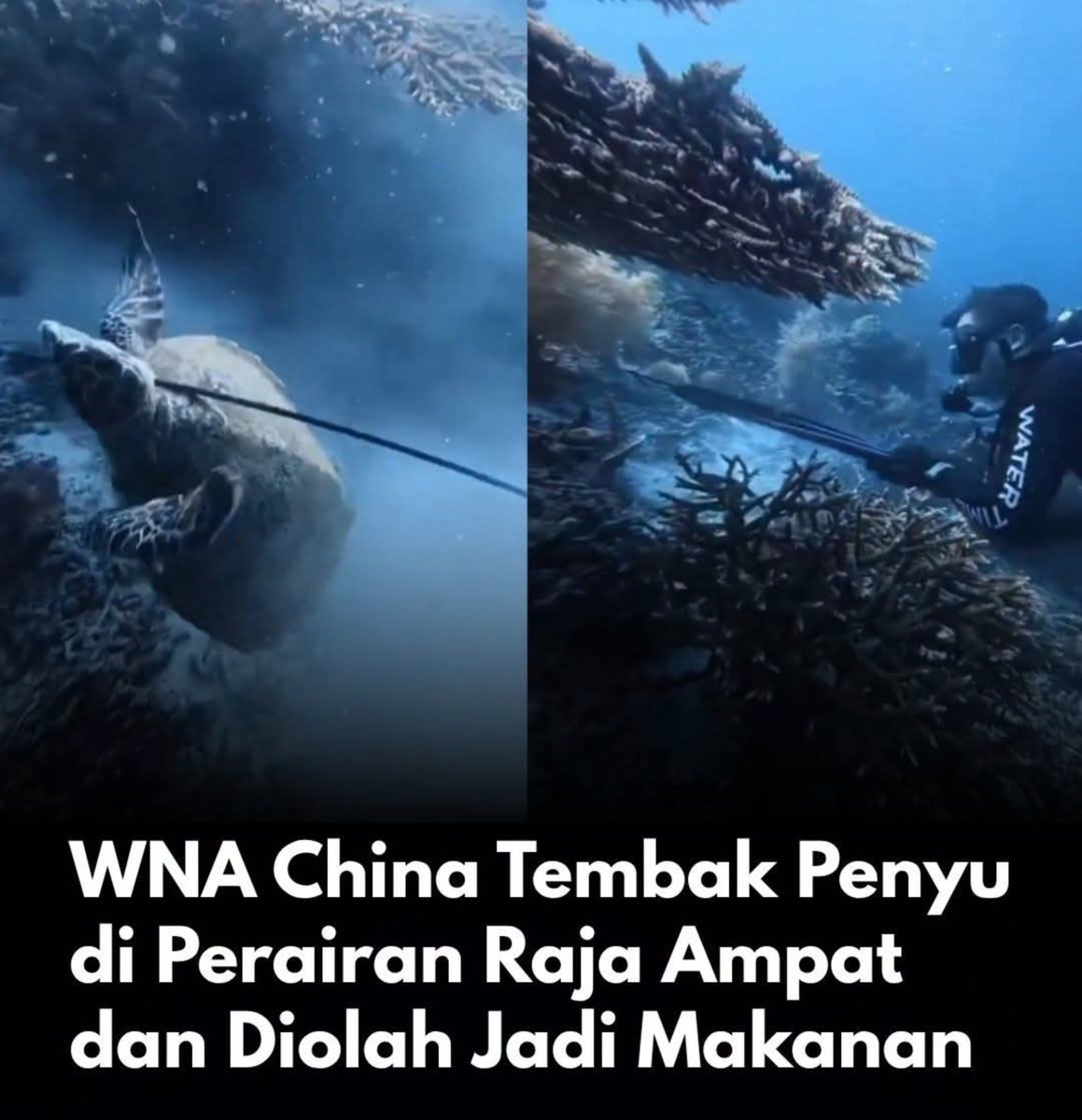 indepenSumatera's tweet photo. RAJA AMPAT BUKAN TEMPAT BERBURU!

Nama Wei Shang, seorang instructor trainer berkewarganegaraan China, menjadi sorotan setelah beredar informasi mengenai dugaan aktivitas menembak penyu di perairan Raja Ampat.

Yang membuat publik semakin prihatin, penyu yang diduga ditembak tersebut disebut kemudian diolah untuk dijadikan bahan makanan.

Kalau informasi ini benar, ini bukan persoalan sepele.

Raja Ampat adalah salah satu kawasan dengan kekayaan laut yang luar biasa.

Penyu bukan target buruan.
Satwa liar bukan bahan konsumsi sembarangan.
Dan kawasan konservasi bukan tempat untuk melakukan apa saja sesuka hati.

Karena itu aparat dan instansi terkait harus turun tangan.

Bukan hanya melihat potongan informasi di media sosial.

PERIKSA!

Siapa sebenarnya orang tersebut?
Di mana kejadian berlangsung?
Kapan terjadi?
Apa yang sebenarnya dilakukan?
Satwa apa yang menjadi korban?
Dan yang paling penting:

APAKAH ADA PELANGGARAN HUKUM?

Kalau terbukti ada tindakan melanggar hukum, jangan karena pelakunya warga negara asing kemudian kasusnya dianggap kecil.

Hukum harus berlaku sama.

Sebaliknya, kalau informasi yang beredar ternyata tidak benar atau konteksnya berbeda, sampaikan juga kepada publik secara terang.

Jangan biarkan ruang informasi dipenuhi spekulasi.

Raja Ampat bukan sekadar tempat wisata untuk menikmati laut yang indah.

Di sana ada ekosistem, ada satwa liar, ada masyarakat lokal dan ada kekayaan alam yang harus diwariskan kepada generasi berikutnya.

JANGAN SAMPAI KITA HANYA MARAH SETELAH SATWANYA MATI.

Jaga Raja Ampat.

Lindungi satwanya.

Dan kalau ada yang benar-benar melakukan pelanggaran, PROSES SESUAI HUKUM.