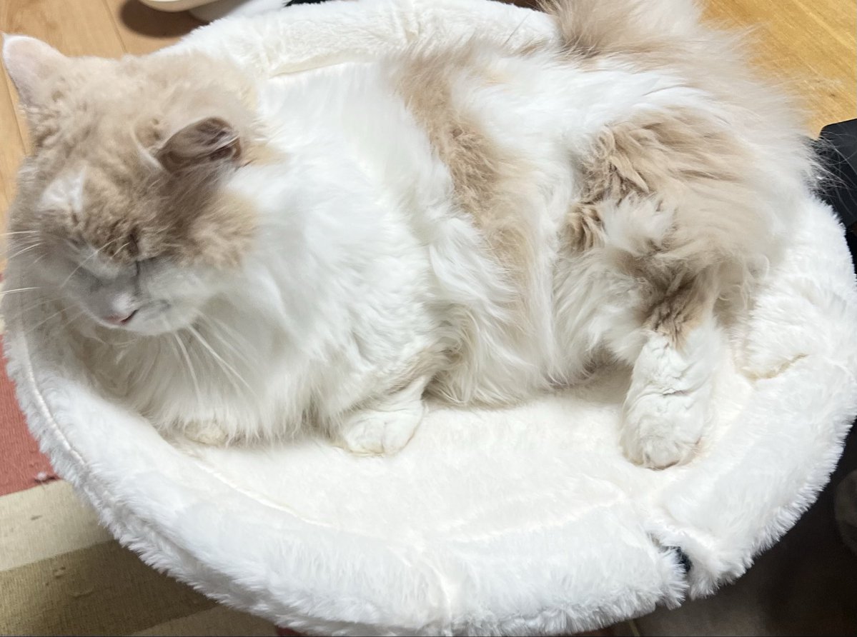 cocoonsprit's tweet photo. 中々乗ってくれないうちのルーク…🐈 https://t.co/Uksl12ISKM