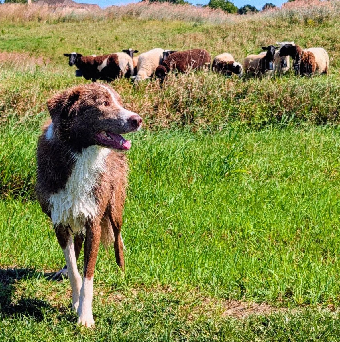 FromTheProShop's tweet photo. Goose &amp; his homes. @DogsOfTurf @WyncoteSuper https://t.co/vUrKXZsLs0