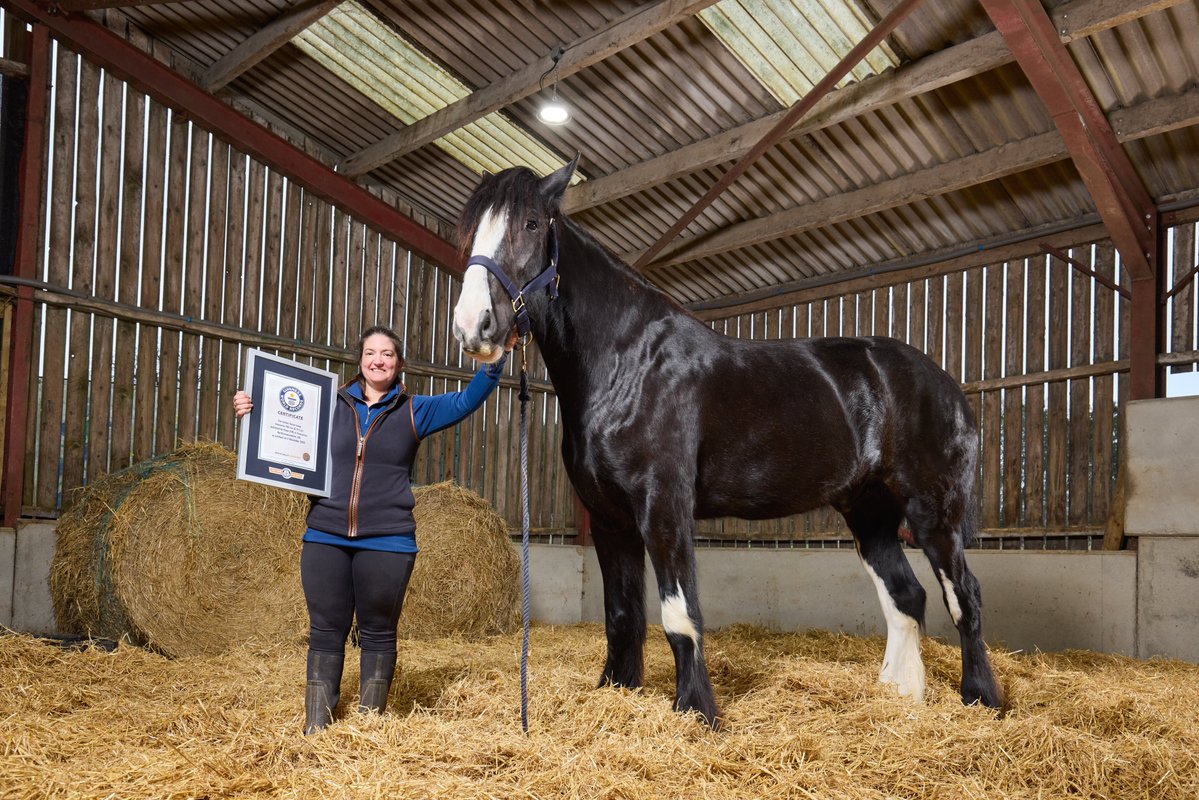 GWR's tweet photo. Meet Hugo, the world's tallest horse at 199 cm (6 ft 6.3 in) 🌠 https://t.co/mG1rSGir8I