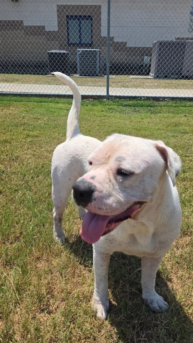 LisaBrabson's tweet photo. GORDA #A386365 8YO 
Darling GORDA is looking &amp; feeling so much better
She feels like running &amp; playing, instead of crying &amp; scratching🙂
WE have got to get this sweet pup saved,before it is too late!
Hurry⌛️ to #CorpusChristiACS &amp; #Adopt or #Foster this angel 
Plz #Pledge4Rescue https://t.co/1NeDCrAZxl
