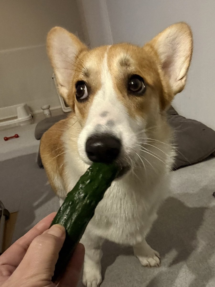 109corgi's tweet photo. これ、あんまり好きじゃないんだよなあ

#唯一苦手な食べ物
#一応食べます
#葉っぱがいいなあ https://t.co/sNY2q2eHaZ