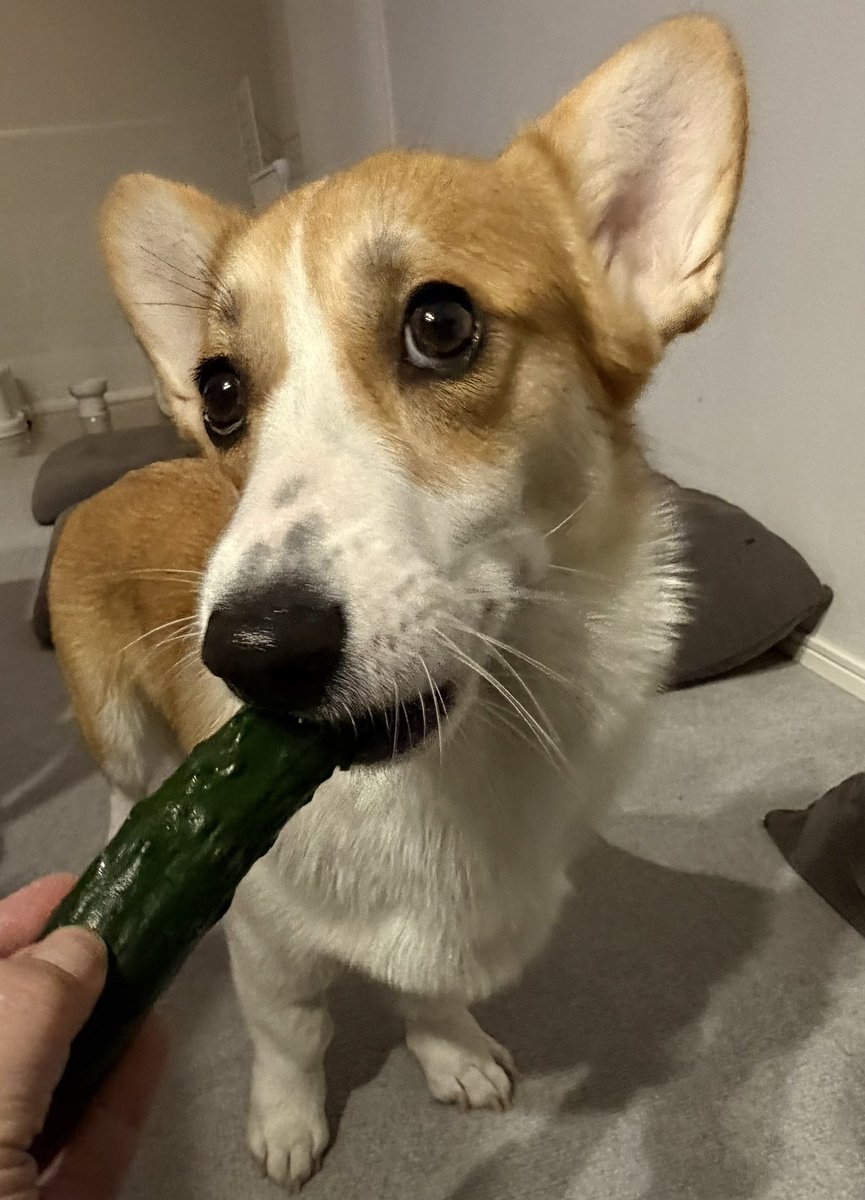 109corgi's tweet photo. これ、あんまり好きじゃないんだよなあ

#唯一苦手な食べ物
#一応食べます
#葉っぱがいいなあ https://t.co/sNY2q2eHaZ