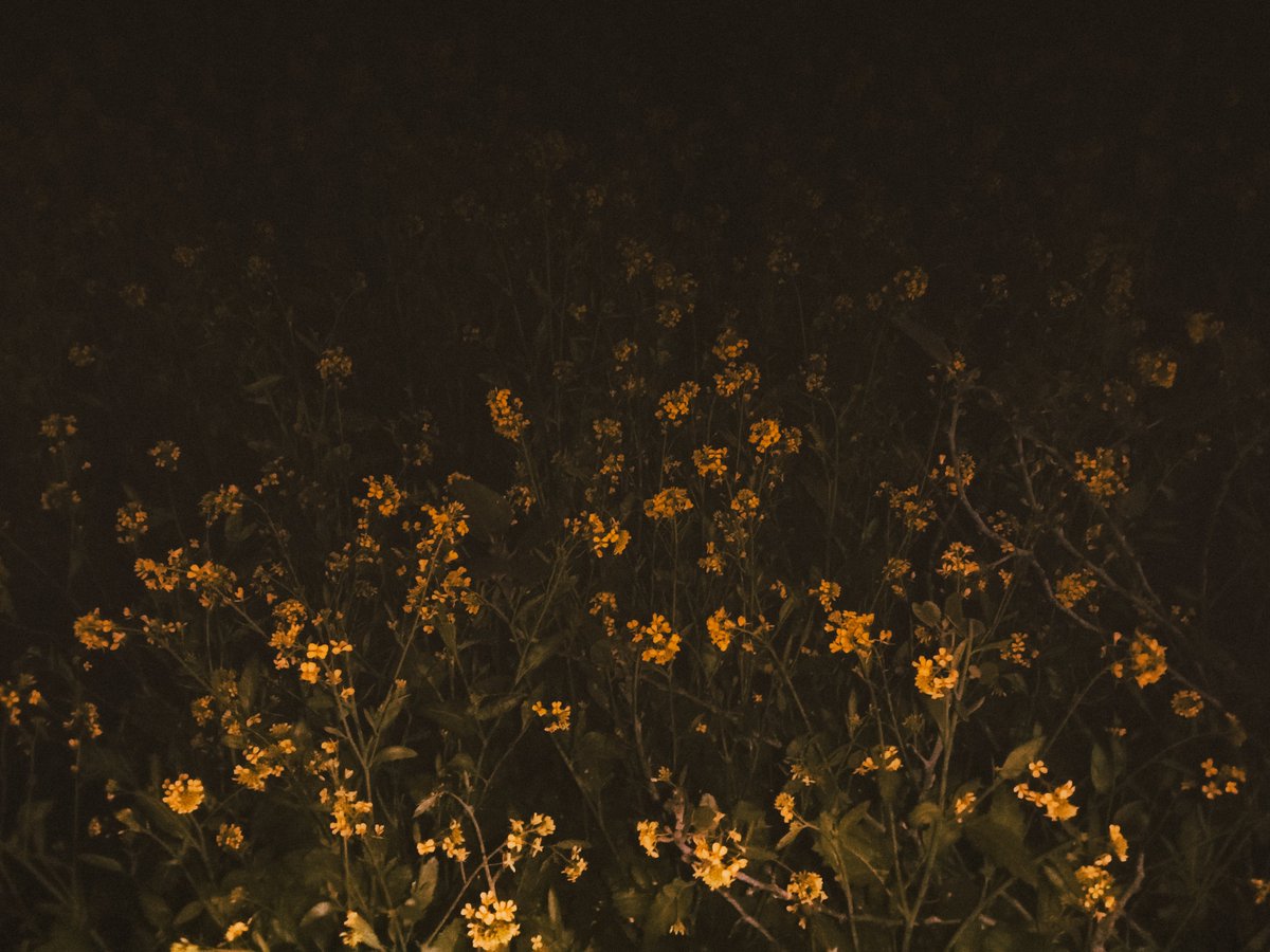 pics_el's tweet photo. surrounded by flowers, yet so lonely https://t.co/hVewmtmGQy