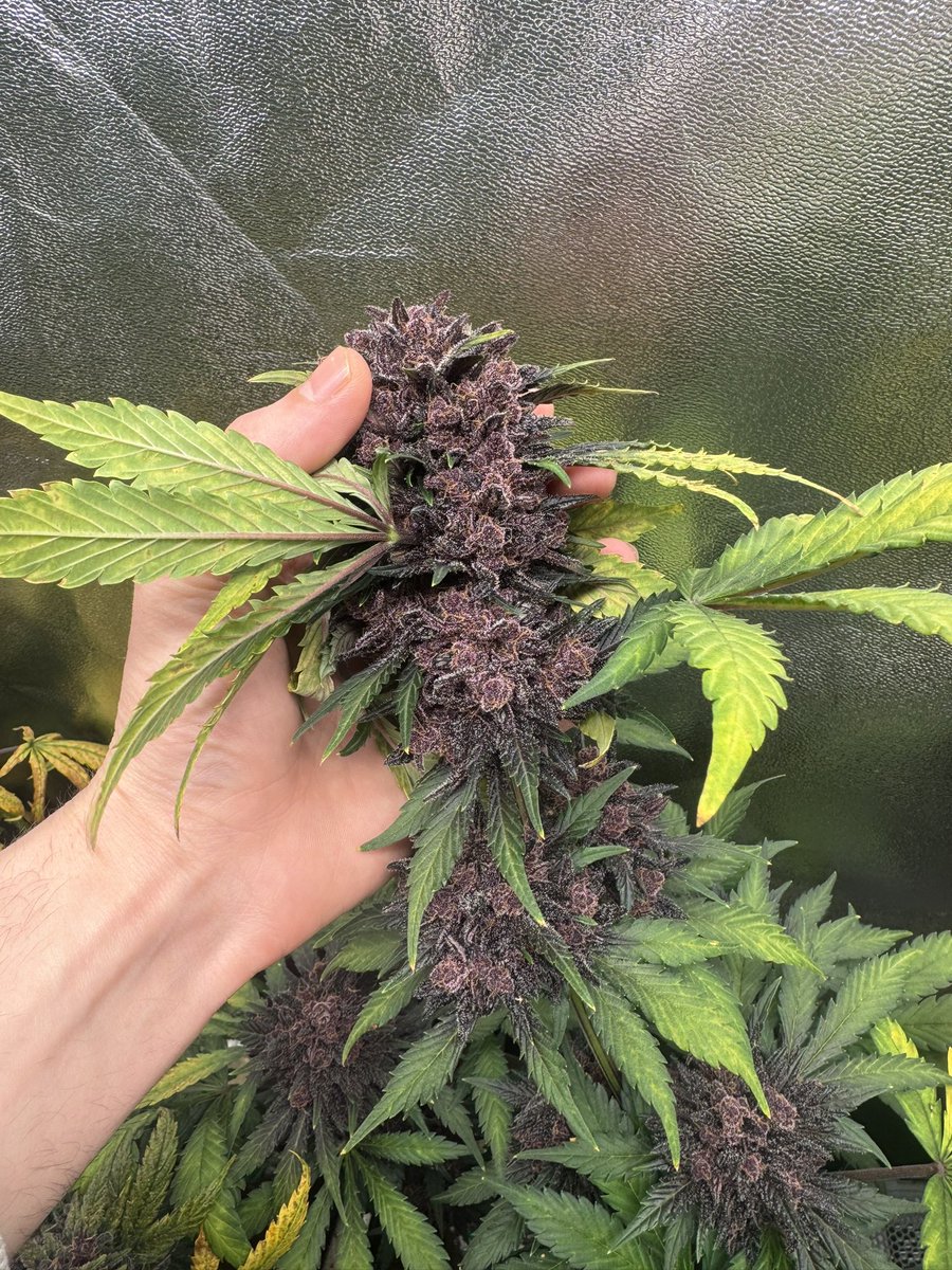 HanfGuy's tweet photo. Purple lemonade Automatic. https://t.co/sr6eqewy00