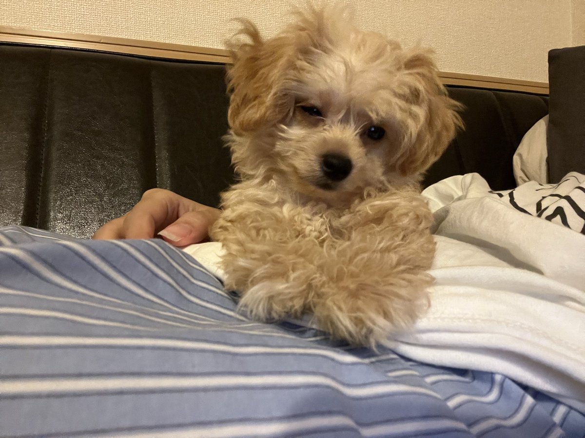 wow_prr's tweet photo. 飼い主の上で微睡む犬 https://t.co/HSWC22SDQV