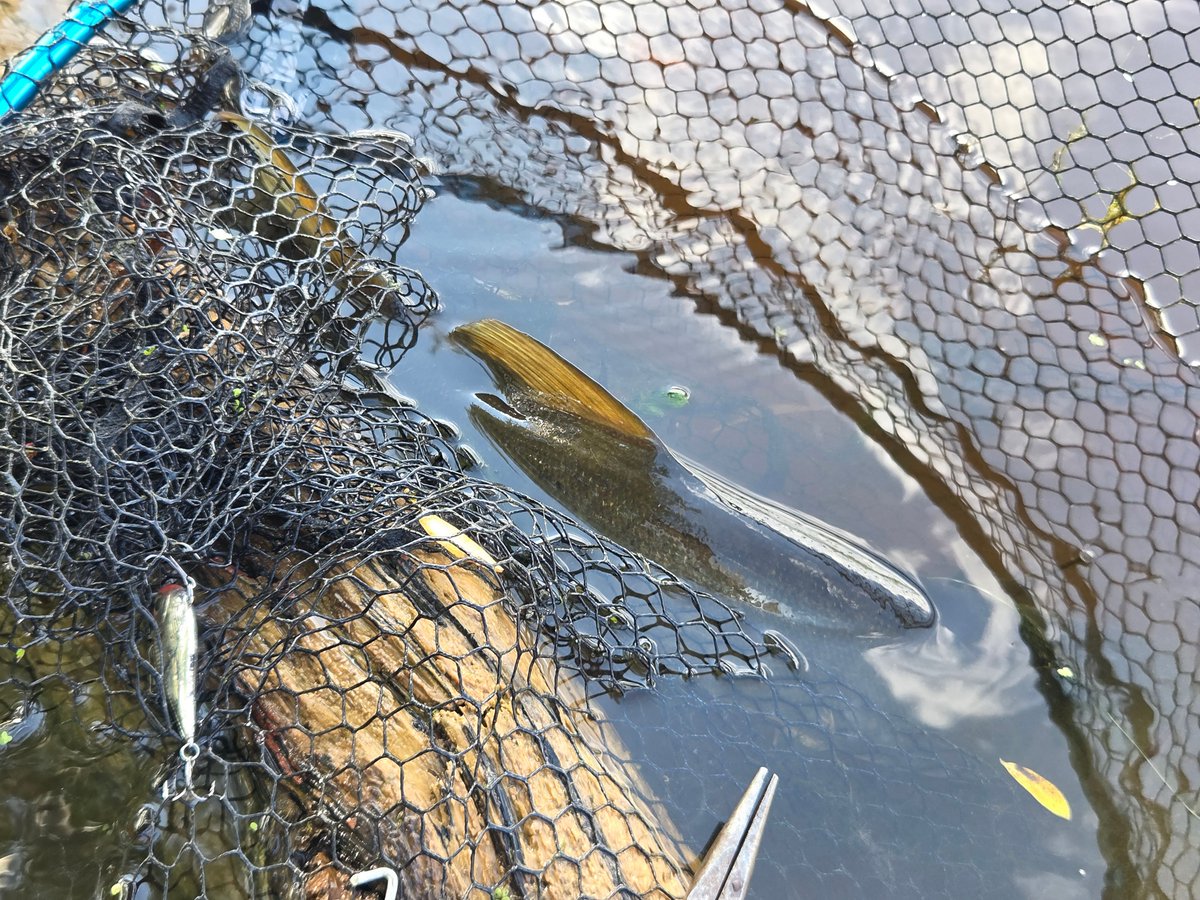 OODMag's tweet photo. “It was an afternoon where everything seemed to be coming together. For a muskie angler, those days make for prime time on the water,” Pat Bailey writes.
https://t.co/MnJpkHgkD4
#Hunting #Fishing #Outdoors #Ontario #MuskieFishing #AdaptiveAngling #DadAdvice https://t.co/W5qe8USo8D