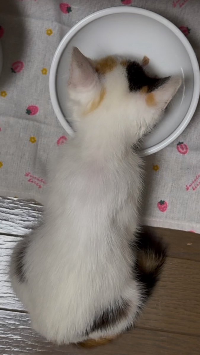 aware_30row's tweet photo. 子猫ちゃん達のﾊﾟﾔ毛もﾎﾟﾝﾎﾟｺﾘﾝおなかもぷくぷくおひげちゃんもすぐ電池が切れちゃうところも全てが愛おしい https://t.co/EQHWK5gkSf