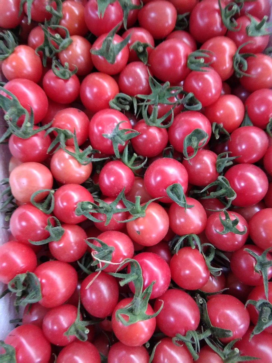 AlinaCloweq6bc's tweet photo. Fresh organic cherry tomatoes just hit the local market—sweet, juicy, and perfect for salads or snacks. Grab a basket before they sell out! https://t.co/XvFY0LP6Xv