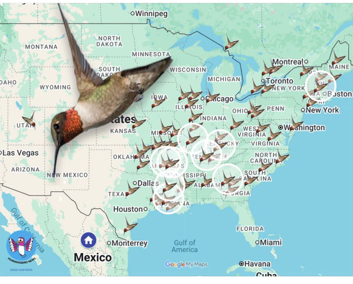 Julioqc's tweet photo. Los COLIBRÍES iniciaron su migración hacia el sur. Van de Canadá y EEUU hacia México, Centro y Sudamérica América. Se recomienda protegerlos. #Colibrí https://t.co/nOtHuPhC8V