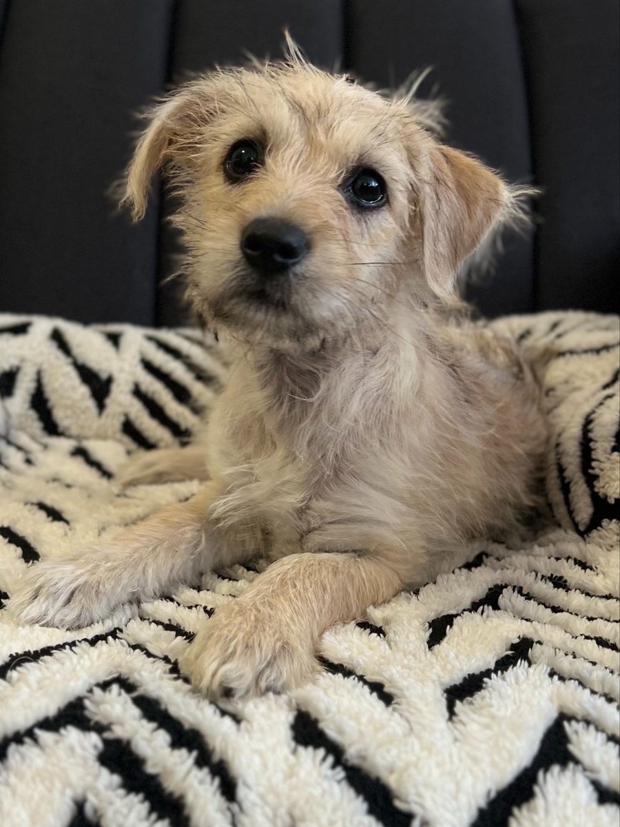 peravi's tweet photo. SIGO BUSCANDO UN HOGAR PARA #PUCHITA ❤️‍🩹 Hoy tenía que llevarla a su nuevo hogar pero lamentablemente; ME CANCELARON estoy demasiado triste y frustrada porque una piensa que lo logró . Tiene 3 meses y es demasiado hermosa 
Info: 912 015 590 (solo WhatsApp) 
📍Lima, Perú 🇵🇪 
Ayúdame con un RT