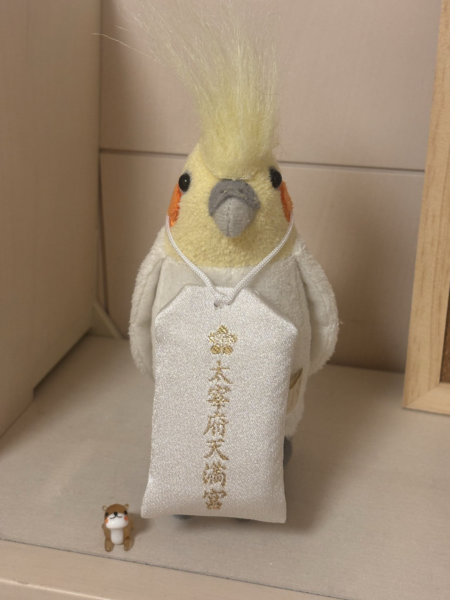 md_nekobasu's tweet photo. 【迷子鳥】どうか元気でありますように。

2026.9.6.(日)
13:00頃 大阪府東大阪市御厨栄町2丁目付近から。

見かけた方、保護してくださった方いらっしゃいましたらご連絡お願いします。

どうか元気でいて。
必ず見つけに行くからね。
#迷子鳥拡散ご協力お願いします #オカメインコ https://t.co/phBazROoG6