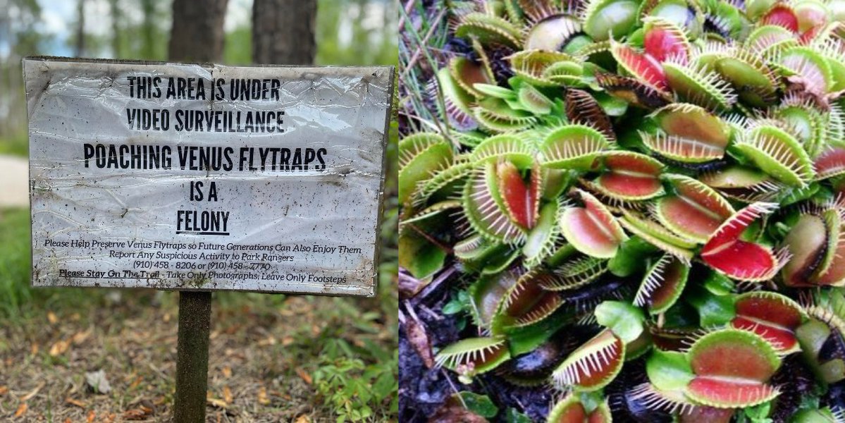 giveashitnature's tweet photo. The Venus flytrap grows wild in one place on Earth. The federal government says they're doing fine. Conservationists launched a lawsuit over that last week.

Wild flytraps exist only within about a 90-mile radius of Wilmington, North Carolina, spilling just into South Carolina. Nowhere else. They need longleaf pine wetlands that burn regularly, and both the burning and the wetlands have been disappearing under one of the fastest-developing stretches of coast in the country.

Fish and Wildlife declined to list them in 2023, finding the population stable and sufficiently protected by state law. The lawsuit filed this month argues they've declined 98% and that what's left sits in a handful of isolated populations facing sea level rise and continued poaching.

Population estimates range from 35,000 to 400,000 depending on who counted. But [oaching is the part nobody disputes.

It's been a felony to poach a flytrap in North Carolina since 2014, and every single plant counts as a separate offense. 

In 2015, four men were caught at Holly Shelter Game Land with 970 flytraps. In 2019 a man arrested with 200 plants faced 73 felony counts and a $750,000 bond. In 2024, two people took nearly 600 from conservation land at Boiling Spring Lakes.

A poacher can clear a bog in an afternoon. Law enforcement out there is thin, and the poachers know it. Many do get away with it.