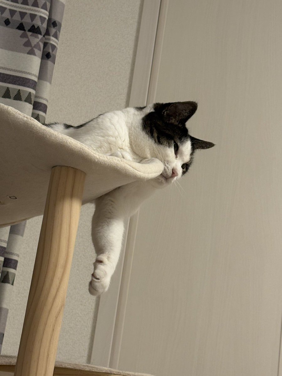 Ll264y's tweet photo. うちの猫もショック受けてる😱 https://t.co/uSnczvRhFc