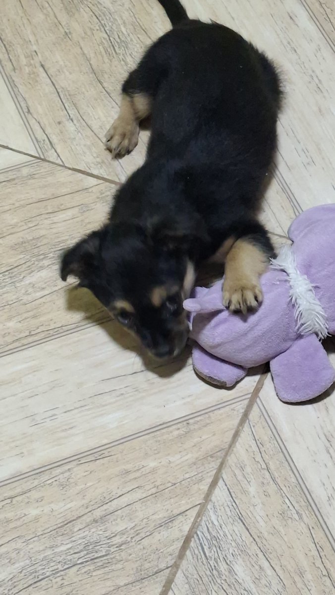 acervoppppets's tweet photo. nossa pincesa regininha, a mais nova da família! #ourprincessmaknae https://t.co/ZDIGU1flG1