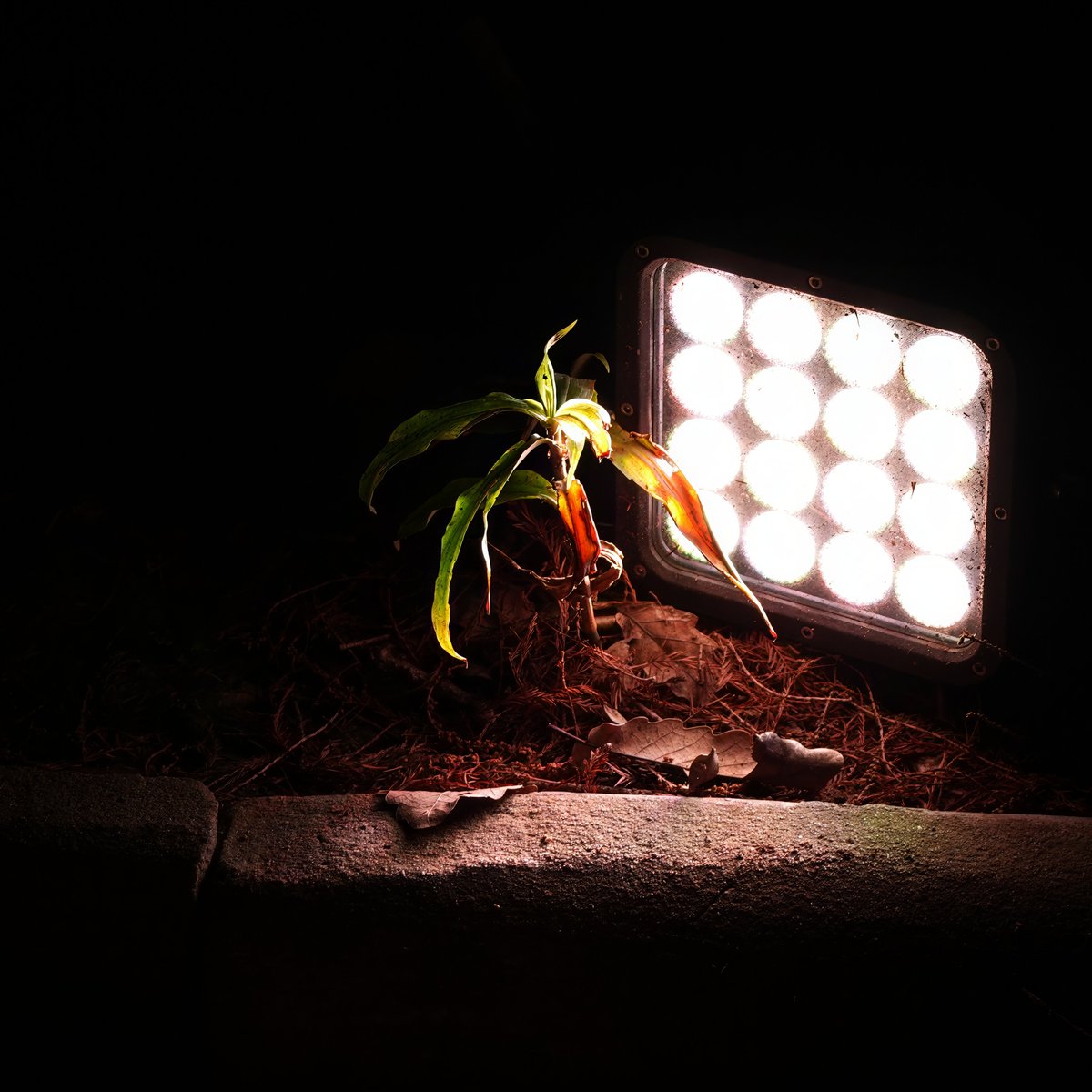 cryptonian_0's tweet photo. Life 🌱

©️Bayne 2026 https://t.co/usAPPlycAn
